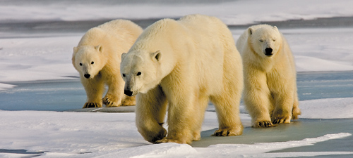 Zobaczy� �wiat�o - Rozdzia� 1