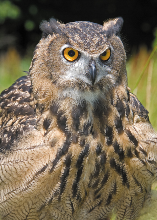 Zobaczy� �wiat�o - Rozdzia� 1