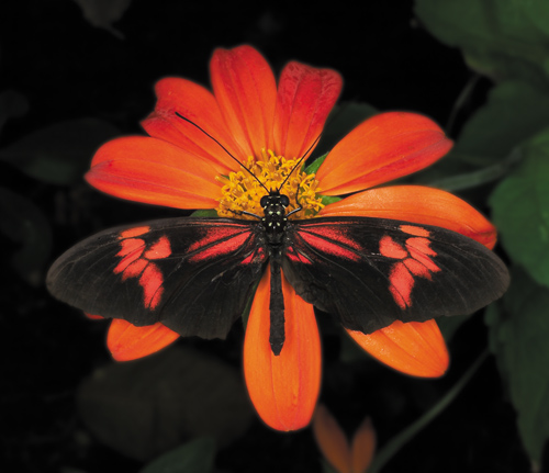 Zobaczy� �wiat�o - Rozdzia� 1