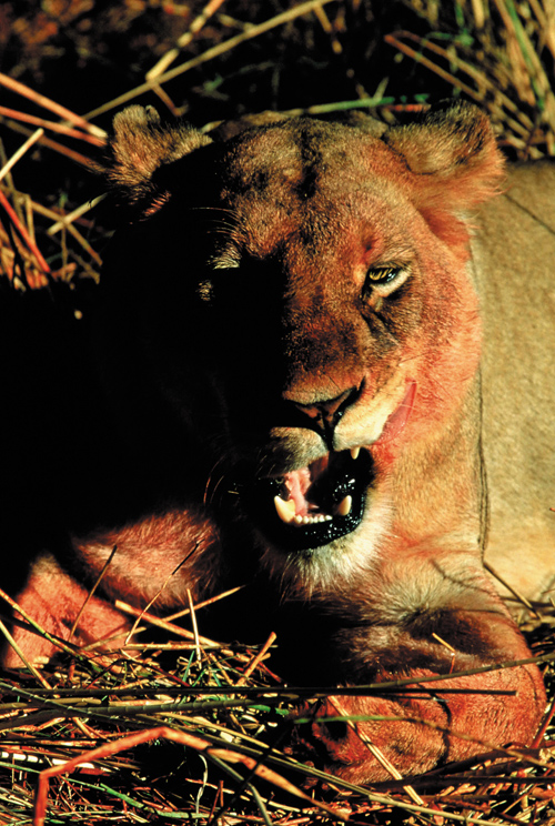 Zobaczy� �wiat�o - Rozdzia� 1