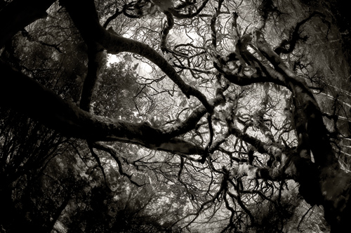 Czarno-bia�y kadr - Wizja monochromatyczna - Postrzeganie �wiata w czerni i bieli