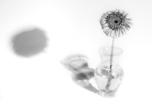 Czarno-bia�y kadr - Wizja monochromatyczna - Fotografowanie w jasnej tonacji