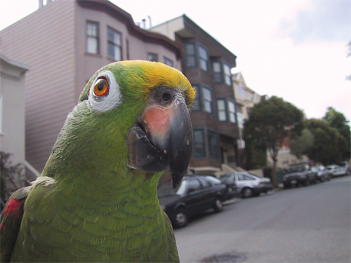 Wyszukiwanie i komponowanie tematu zdj�cia - Wyb�r pozycji aparatu i d�ugo�ci ogniskowej