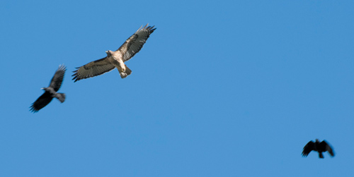 Wyszukiwanie i komponowanie tematu zdj�cia - Kompozycja