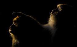 Historia jednej fotografii - Makaki z Monkey Temple