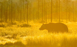 Historia jednej fotografii - Czatowanie na nied�wiedzia