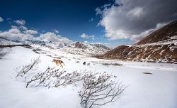 Historia jednej fotografii - Psy zaprz�gowe Alaski