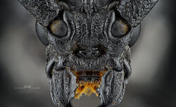 �wiat makro w obiektywach Laowa