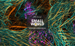Wyniki konkursu Nikon Small World