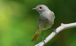 Fotografia ptak�w dla pocz�tkuj�cych