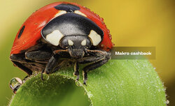 OM System Macro Cashback OM System Macro Cashback