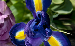 O�wietlenie w fotografii kwiat�w