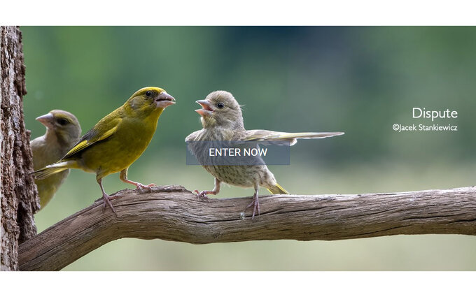 Nikon Comedy Wildlife Awards 2024 - otwarto zgłoszenia Nikon Comedy Wildlife Awards 2024 - otwarto zgłoszenia